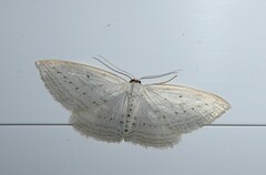 Orthoclydon praefectata