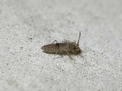 Entomobryidae