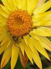 Australomisidia pilula