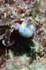Hypselodoris bennetti