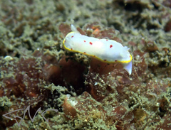 Goniobranchus hunterae