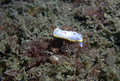Goniobranchus hunterae