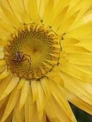 Australomisidia pilula