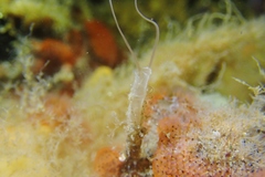 Chaetopteridae