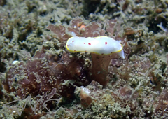 Goniobranchus hunterae