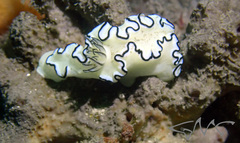 Doriprismatica atromarginata