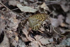 Neope goschkevitschii