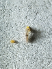 Entomobryidae