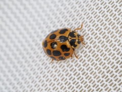 Harmonia conformis