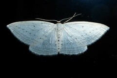 Orthoclydon praefectata