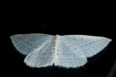 Orthoclydon praefectata