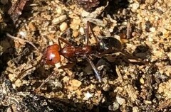 Iridomyrmex purpureus