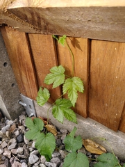 Humulus lupulus