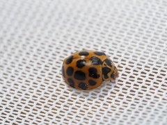 Harmonia conformis