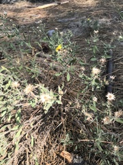 Heterotheca villosa
