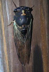 Neotibicen lyricen engelhardti