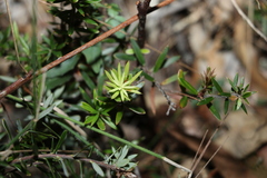Acrotriche aggregata