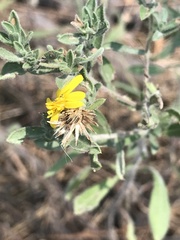 Heterotheca villosa
