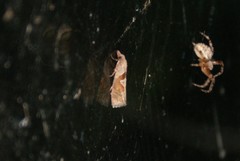 Pelochrista similiana