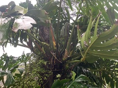 Monstera deliciosa
