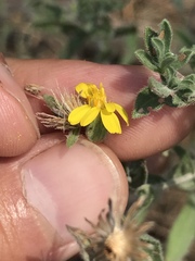 Heterotheca villosa