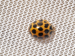 Harmonia conformis