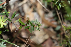 Acrotriche aggregata