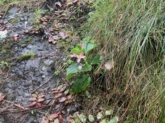 Begonia semperflorens-cultorum