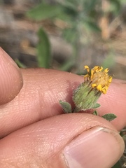 Heterotheca villosa