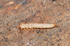 Tenebrionoidea