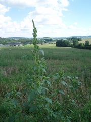 Amaranthus powellii