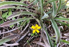 Goodenia willisiana