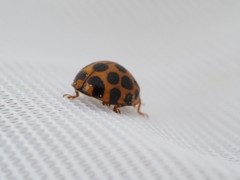 Harmonia conformis