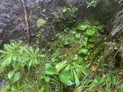 Begonia semperflorens-cultorum