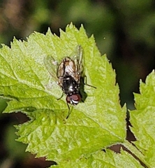 Musca autumnalis