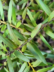 Podocarpus laetus