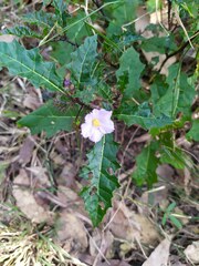 Solanum prinophyllum