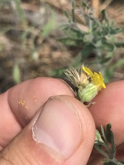Heterotheca villosa