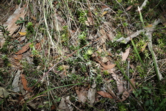 Acrotriche aggregata