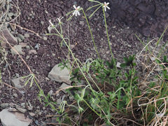 Pelargonium ranunculophyllum