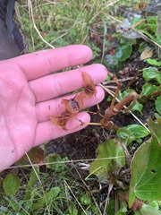 Begonia semperflorens-cultorum
