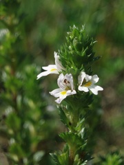 Euphrasia stricta