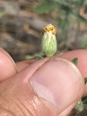 Heterotheca villosa