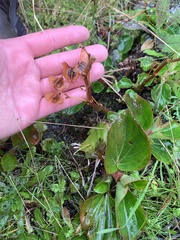 Begonia semperflorens-cultorum