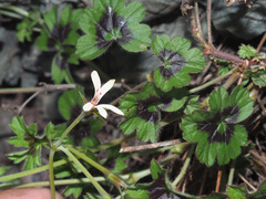 Pelargonium ranunculophyllum