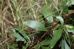 Acacia leiocalyx