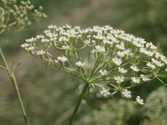 Falcaria vulgaris