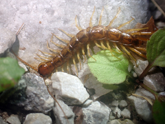 Eupolybothrus grossipes