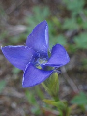 Gentianopsis ciliata