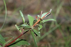 Acacia leiocalyx